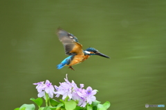 ホテイアオイとカワセミ