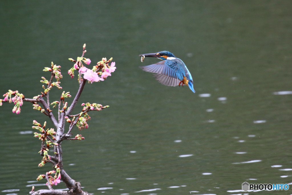 河津桜とカワセミ