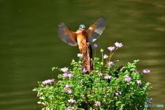 レンゲソウとカワセミ