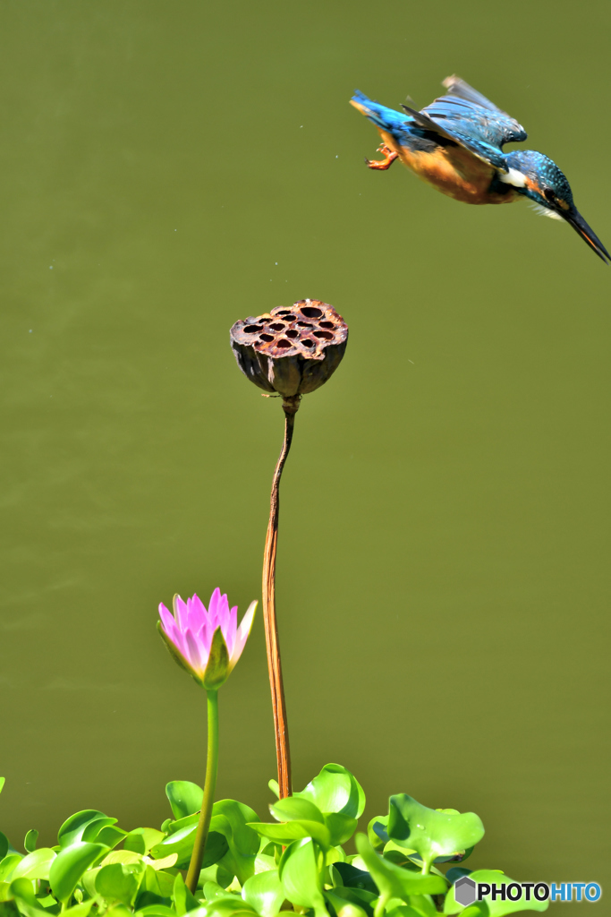 ハスの実とカワセミ