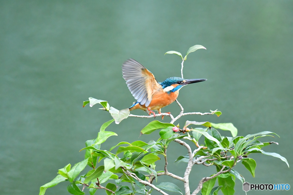お茶の木とカワセミ