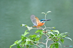 お茶の木とカワセミ