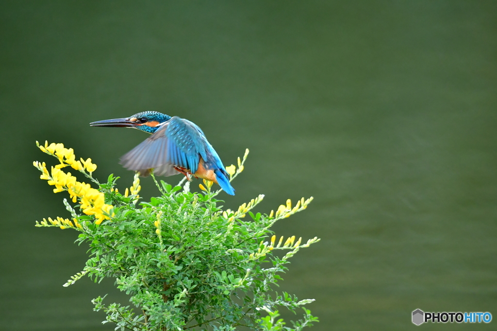 エニシダとカワセミ