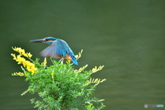 エニシダとカワセミ