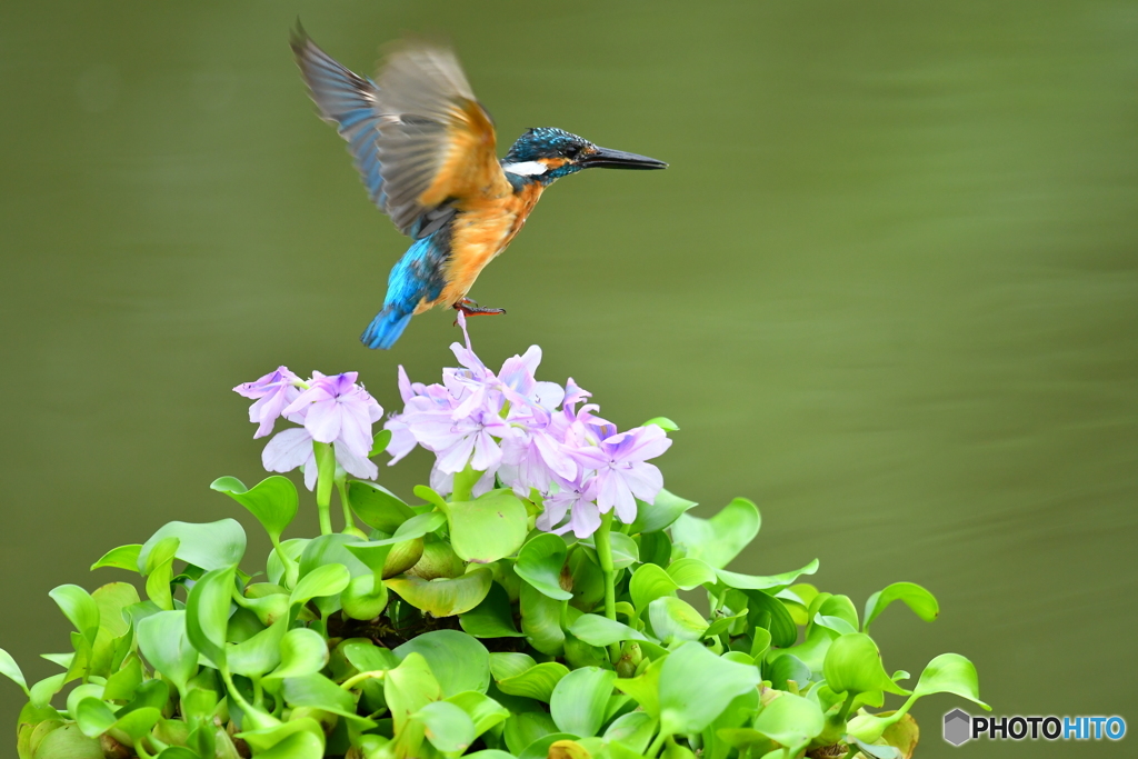 ホテイアオイとカワセミ
