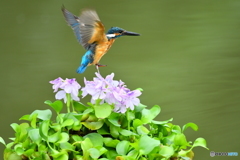 ホテイアオイとカワセミ