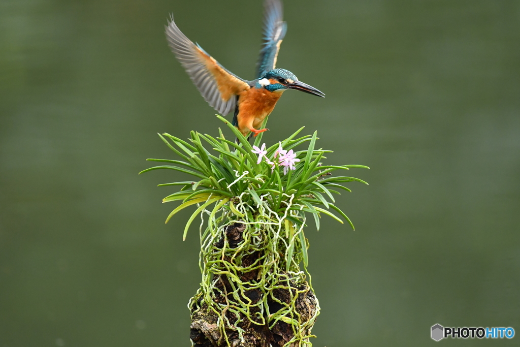 富貴蘭とカワセミ