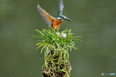 富貴蘭とカワセミ