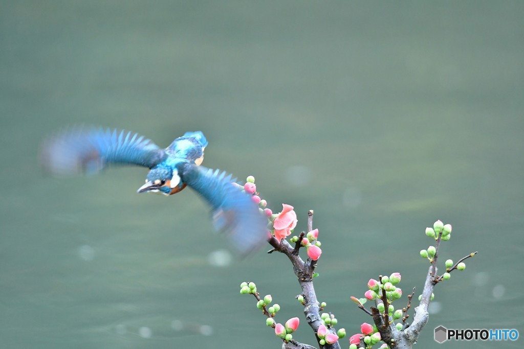 ボケの花とカワセミ