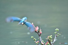 ボケの花とカワセミ