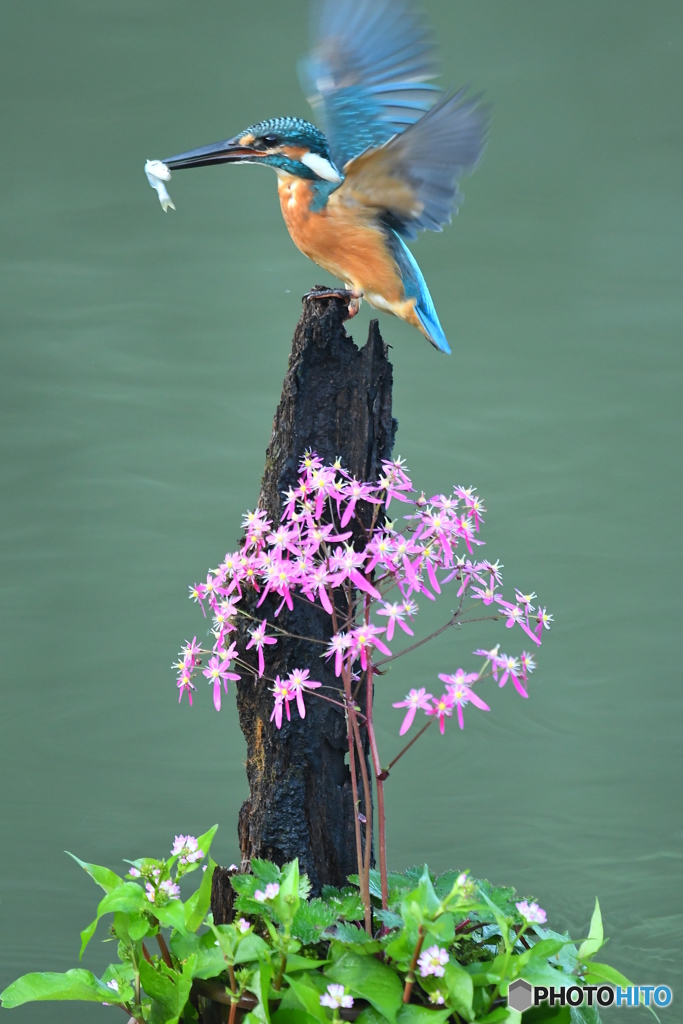大文字草とカワセミ