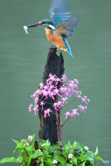 大文字草とカワセミ