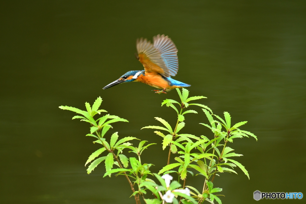 シシンランとカワセミ