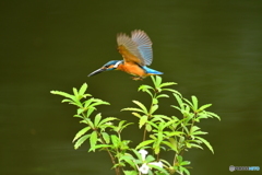 シシンランとカワセミ