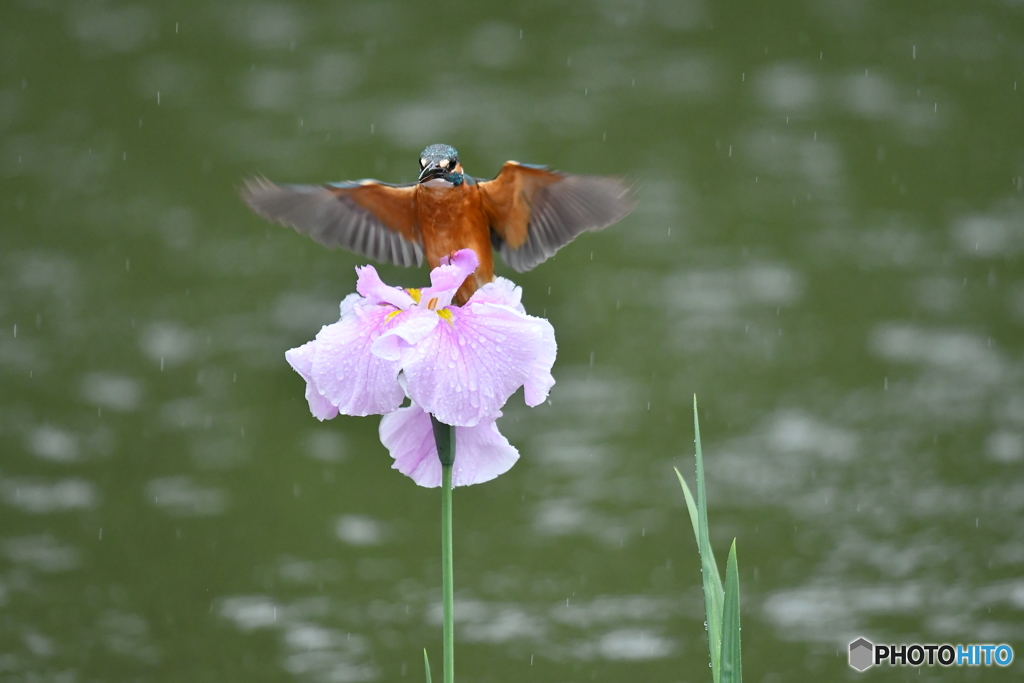 花ショウブとカワセミ