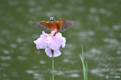 花ショウブとカワセミ