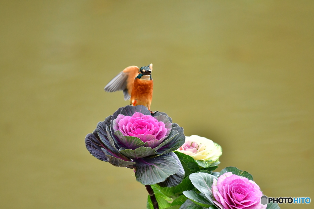 葉ボタンとカワセミ