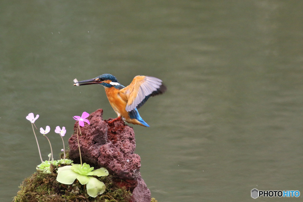 虫取りスミレとカワセミ