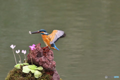 虫取りスミレとカワセミ