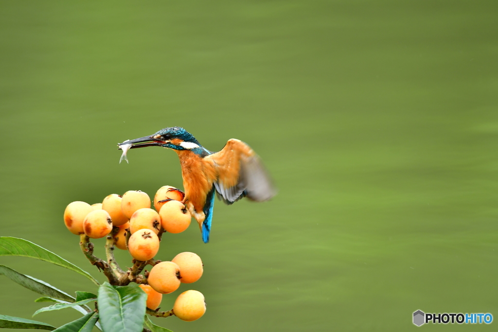 ビワとカワセミ