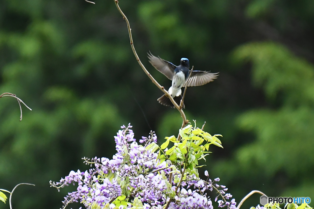 フジの花とオオルリ