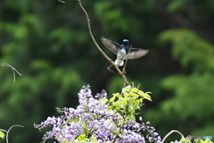 フジの花とオオルリ