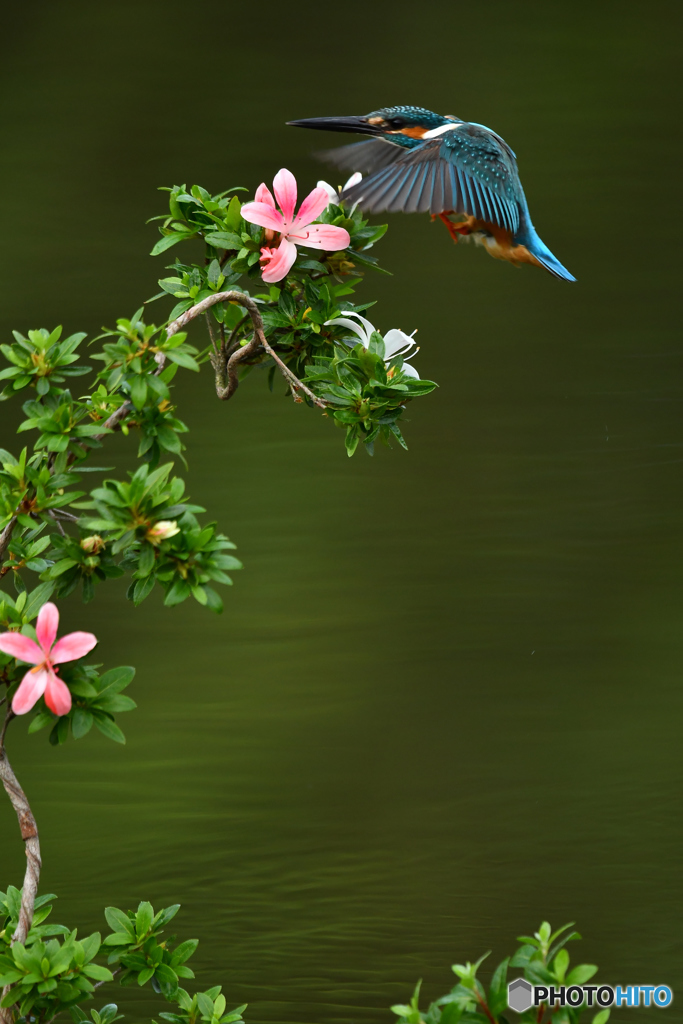 サツキとカワセミ