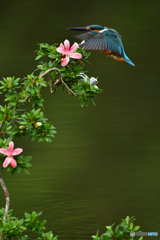 サツキとカワセミ