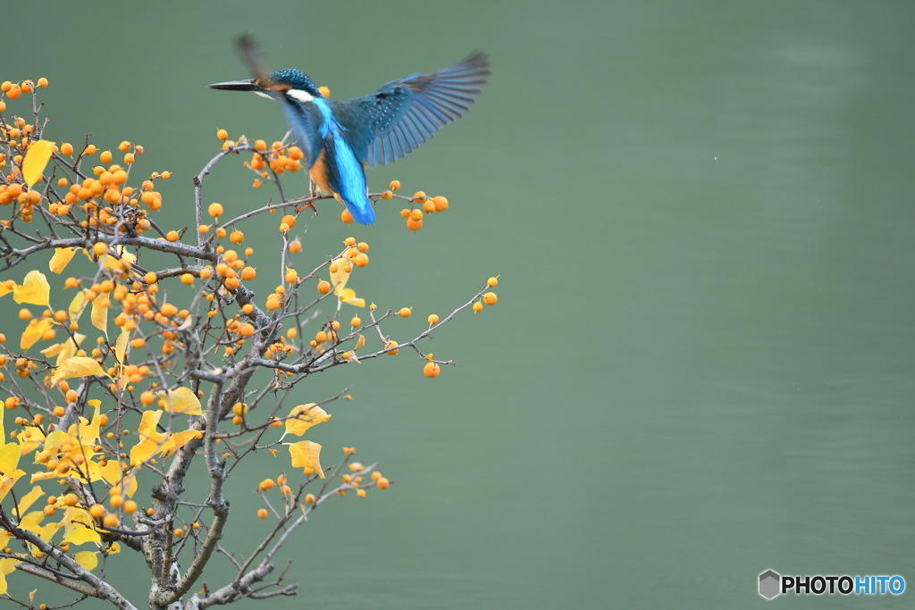 ツルウメモドキとカワセミ