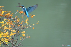 ツルウメモドキとカワセミ