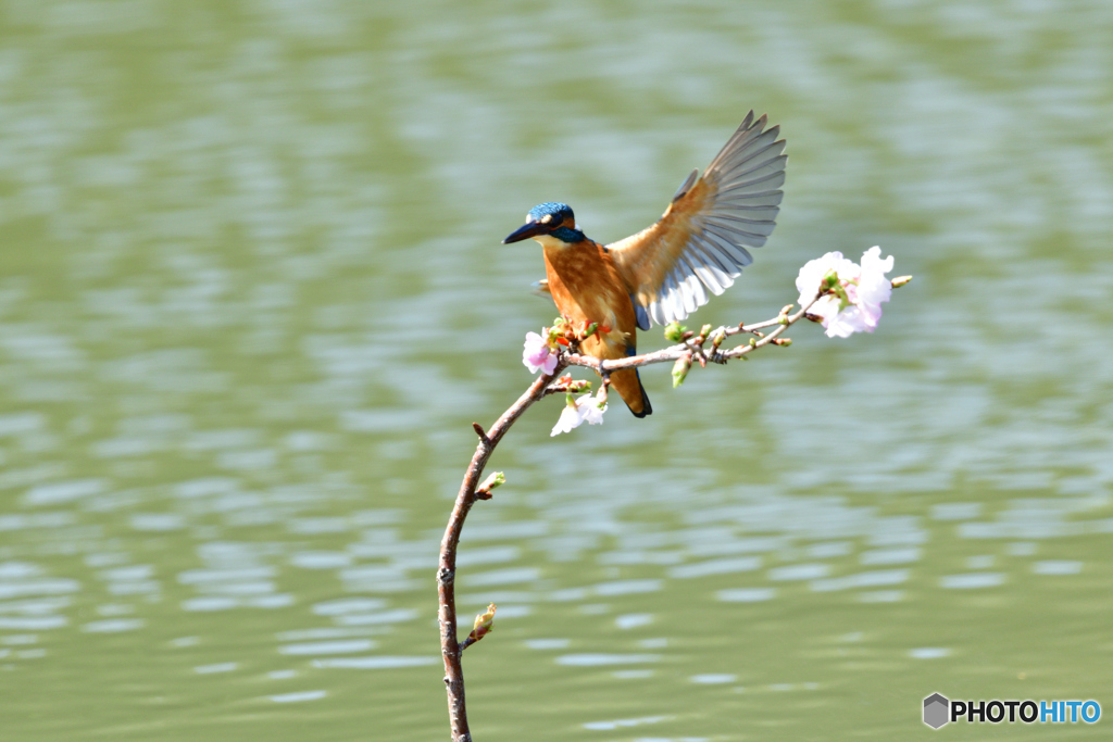 桜とカワセミ