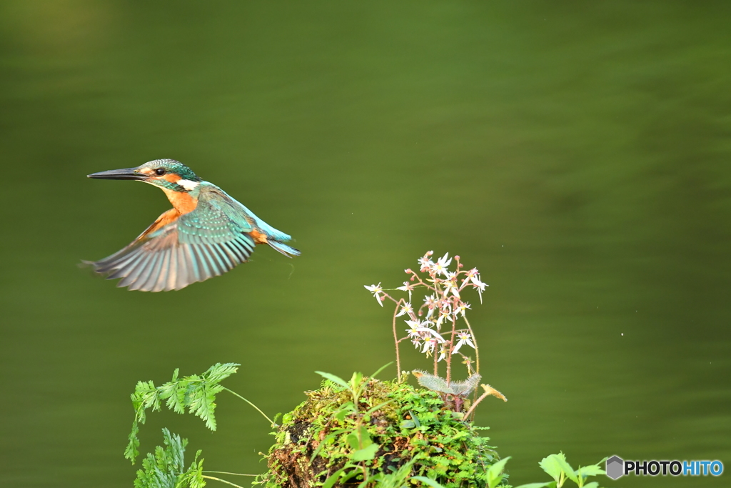 ユキノシタとカワセミ