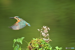 ユキノシタとカワセミ