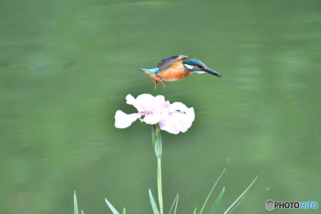 花ショウブとカワセミ