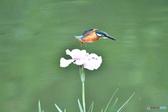 花ショウブとカワセミ