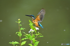ムクゲとカワセミ