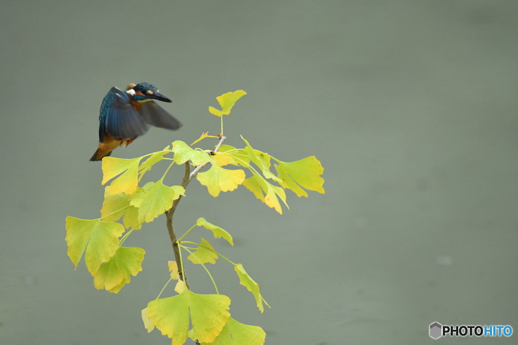 銀杏とカワセミ