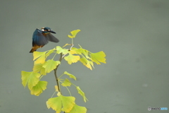 銀杏とカワセミ