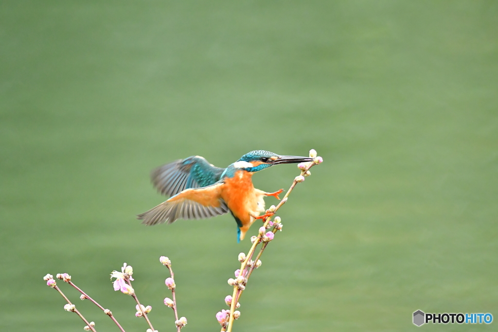 桃の花とカワセミ