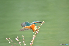 桃の花とカワセミ