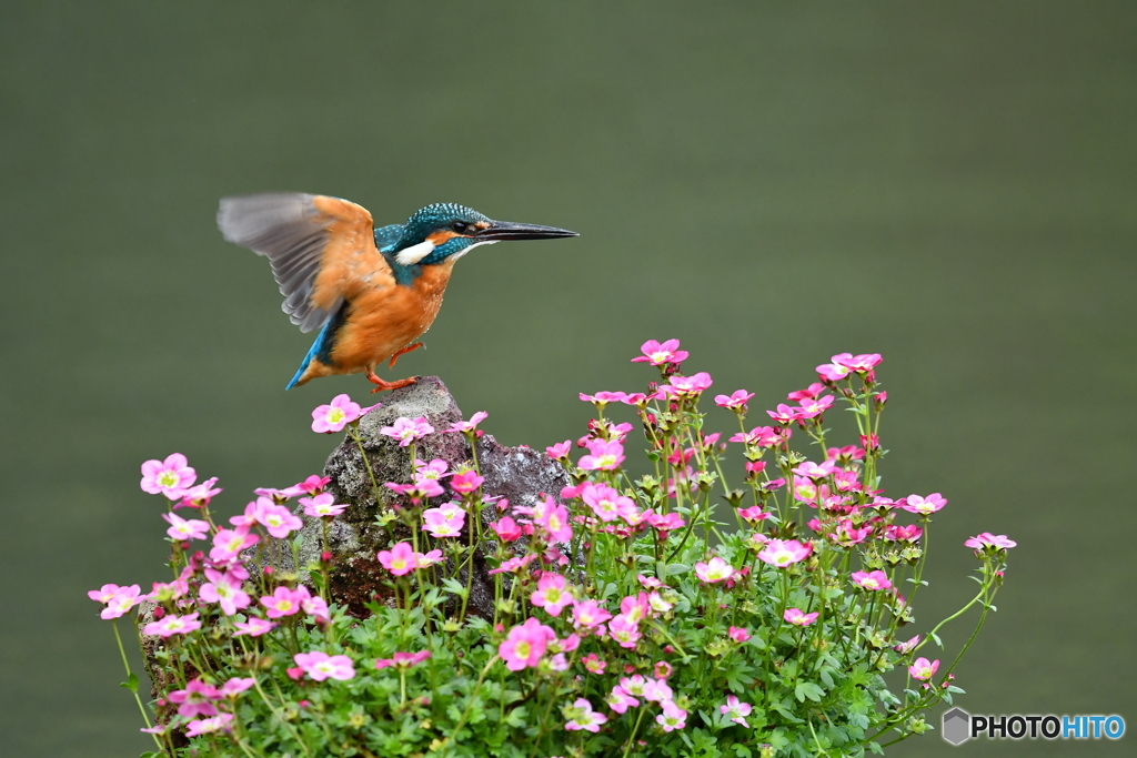 雲間草とカワセミ