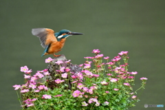 雲間草とカワセミ