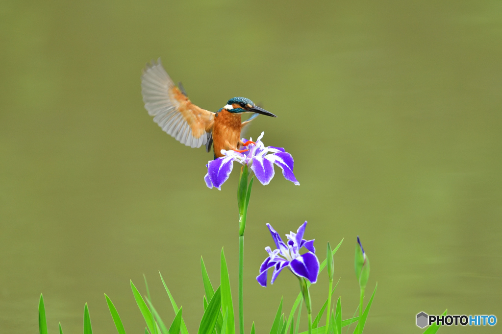 花ショウブとカワセミ