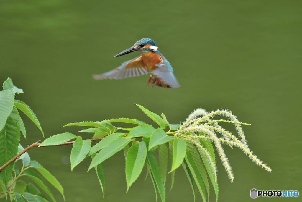 栗の花とカワセミ