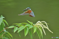 栗の花とカワセミ