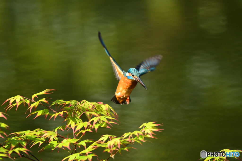 紅葉とカワセミ