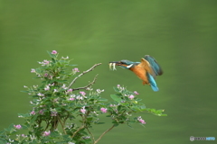 キハギとカワセミ