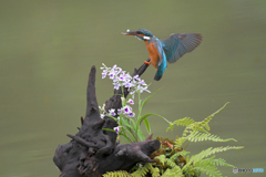 ウチョウランとカワセミ