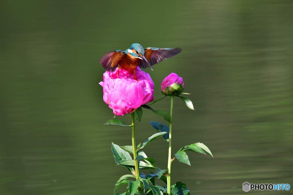 シャクヤクとカワセミ