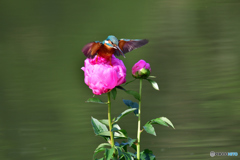 シャクヤクとカワセミ